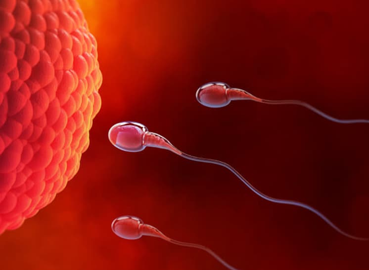 Stem Cells: A Ray of Hope in the Treatment of Male Infertility